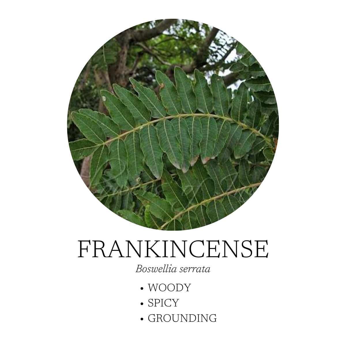 Frankincense Essential Oil 10 mL (.3 fl oz)