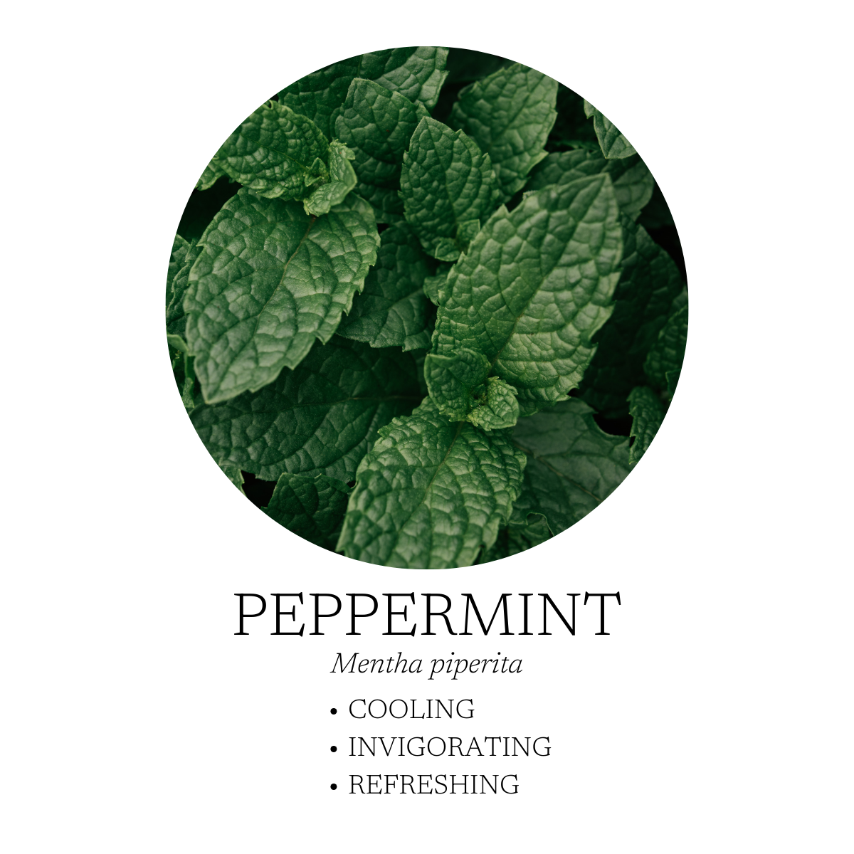 Deep Breathe Diffuser Blend 10 mL (.3 fl oz)