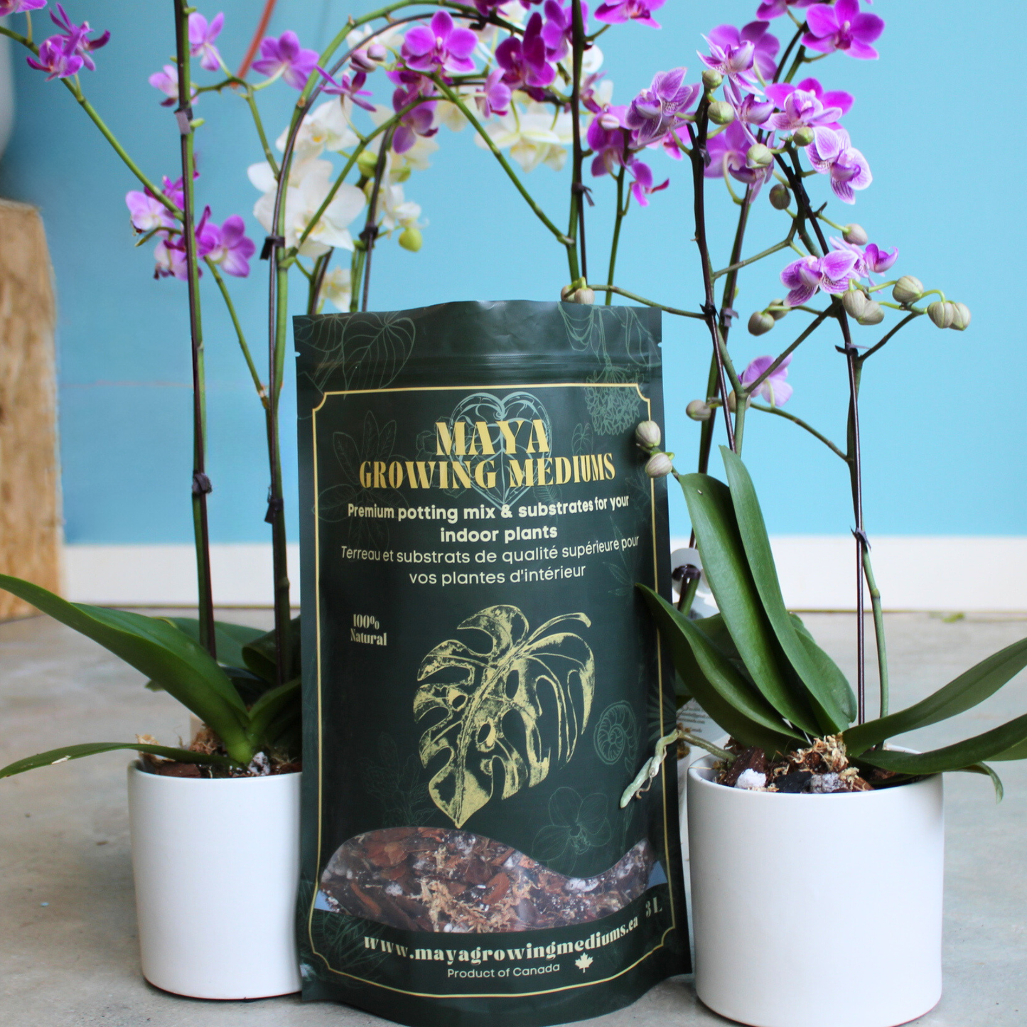 Orchid blend- Potting media: Small (3 L)