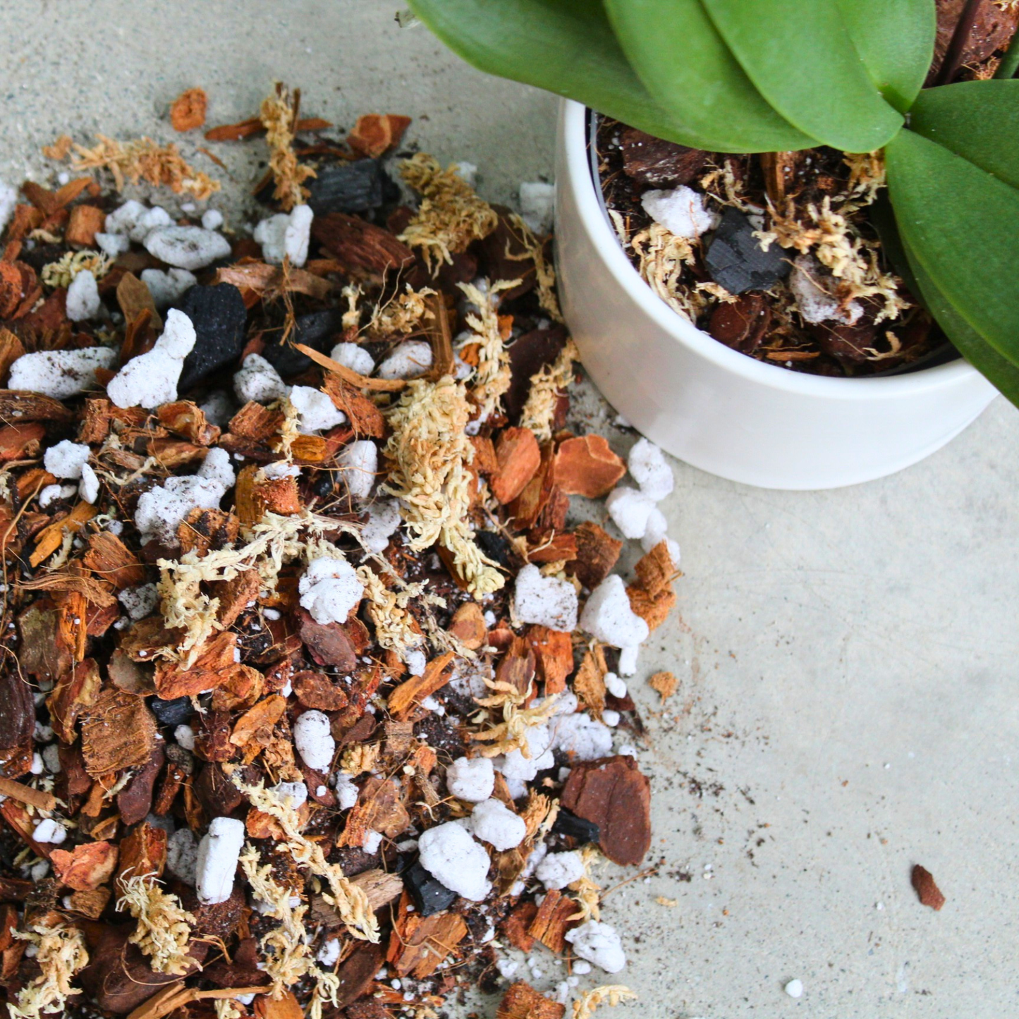 Orchid blend- Potting media: Small (3 L)