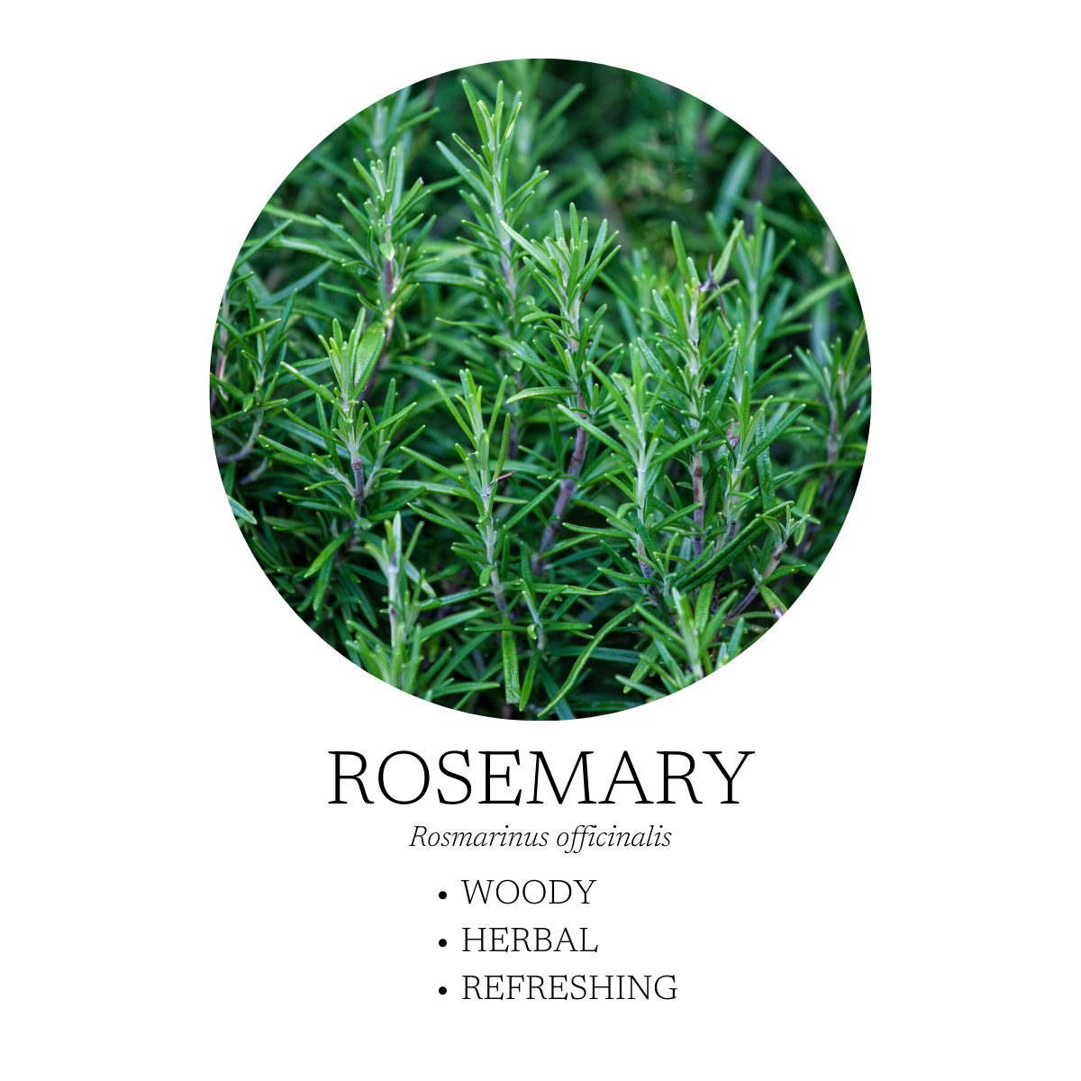Deep Breathe Diffuser Blend 10 mL (.3 fl oz)