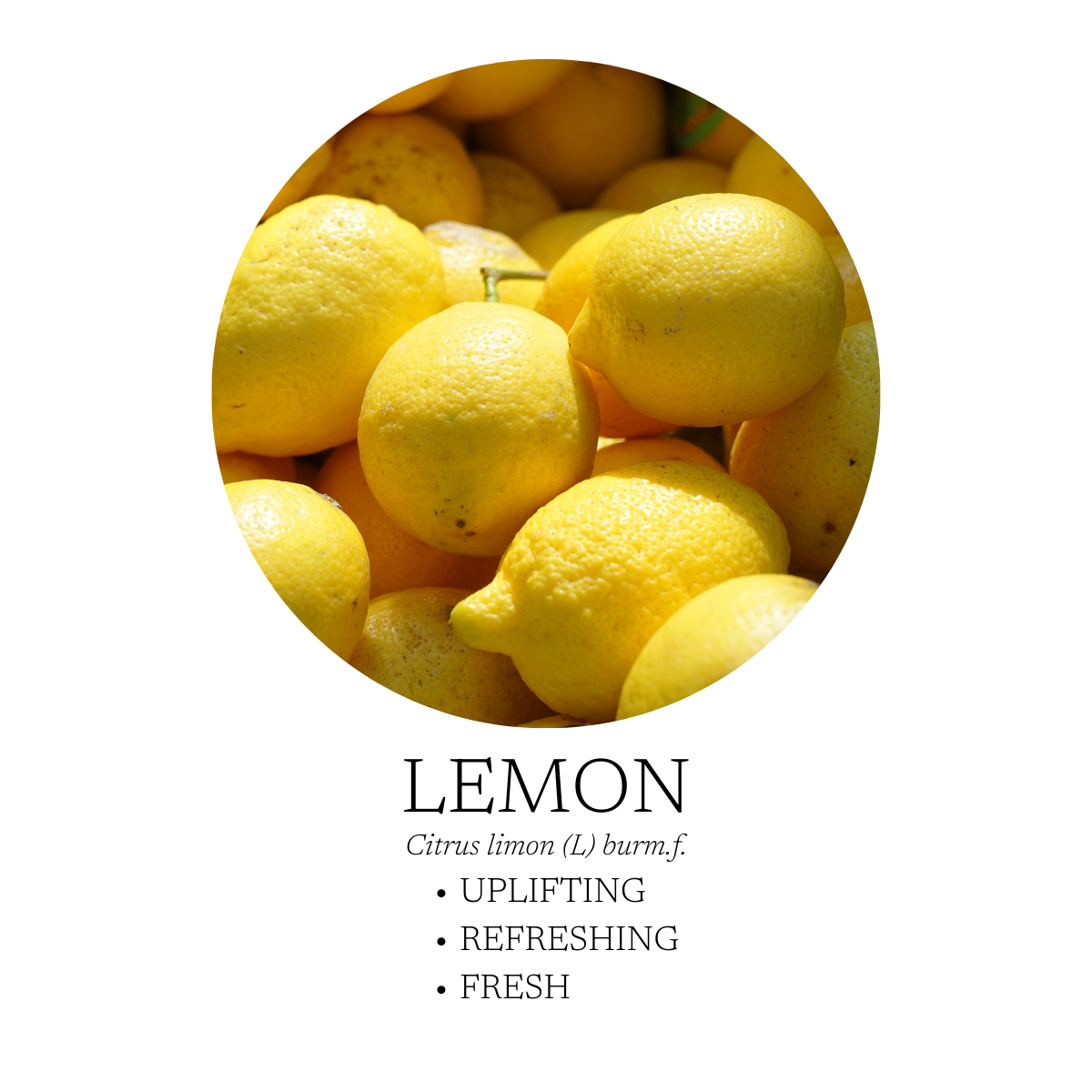 Lemon Essential Oil 10 mL (.3 fl oz)
