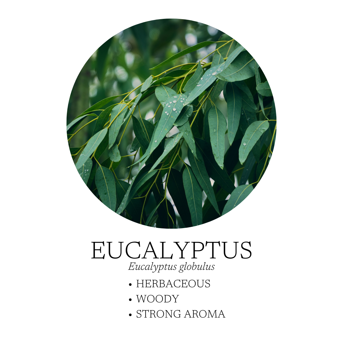 After The Rain Essential Oil Blend 10 mL (.3 fl. oz.)