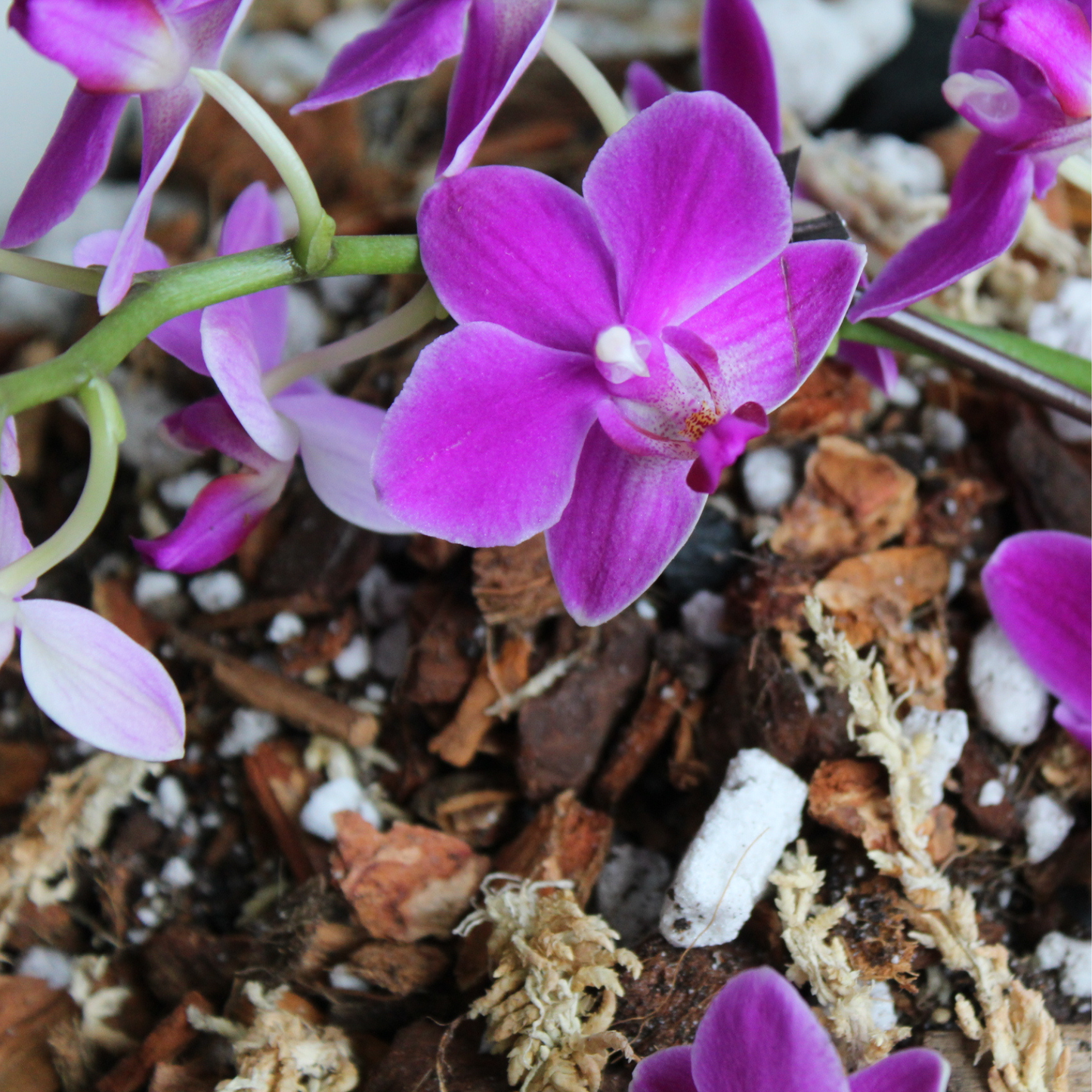 Orchid blend- Potting media: Small (3 L)