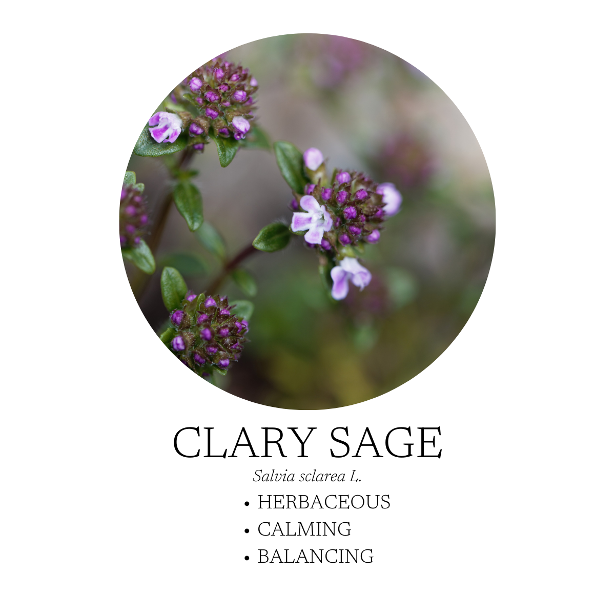 Zen Essential Oil Blend 10 mL
