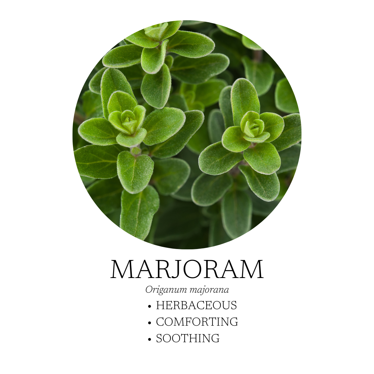 Spa Essential Oil Blend 10 mL