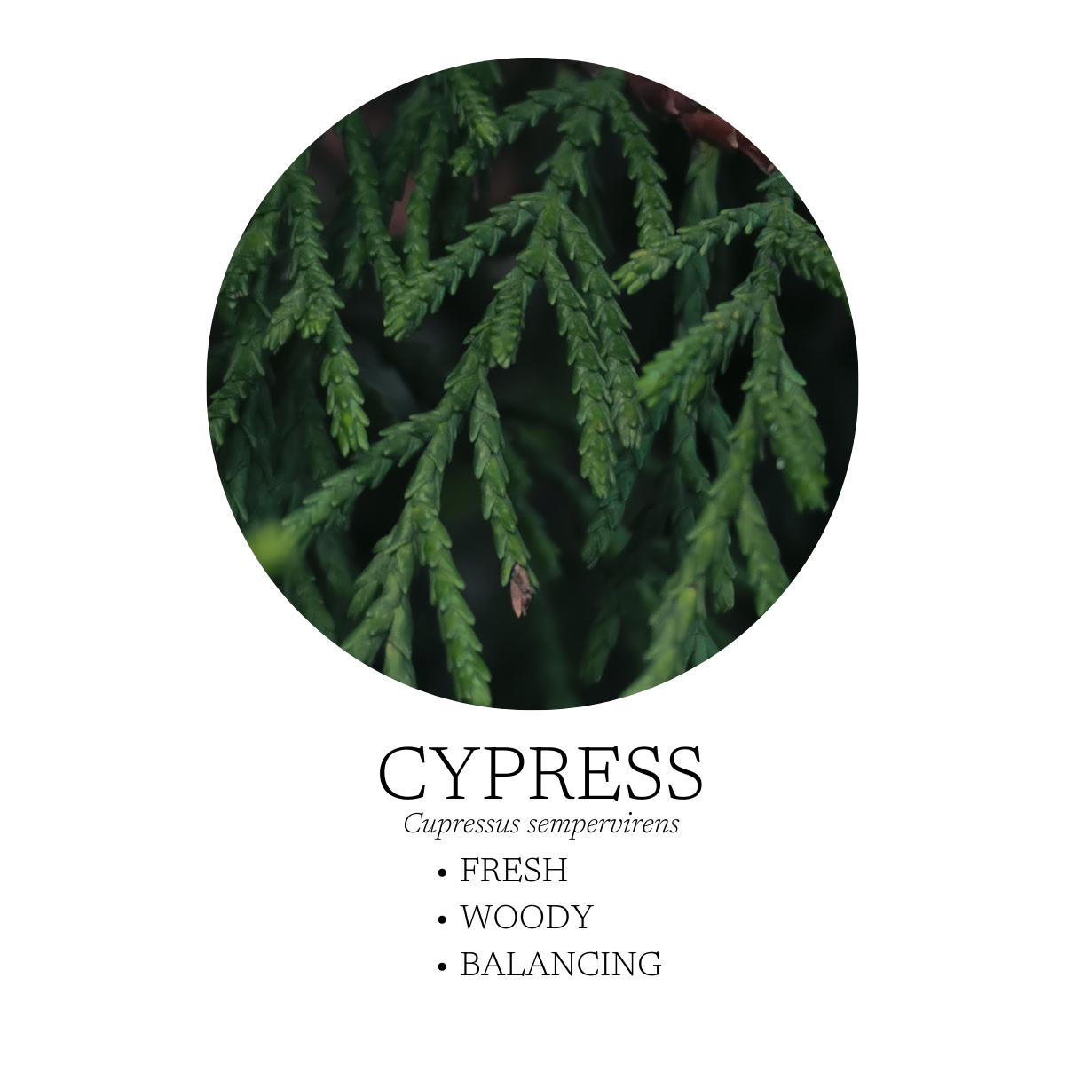 Walk In The Woods Essential Oil Blend 10 mL