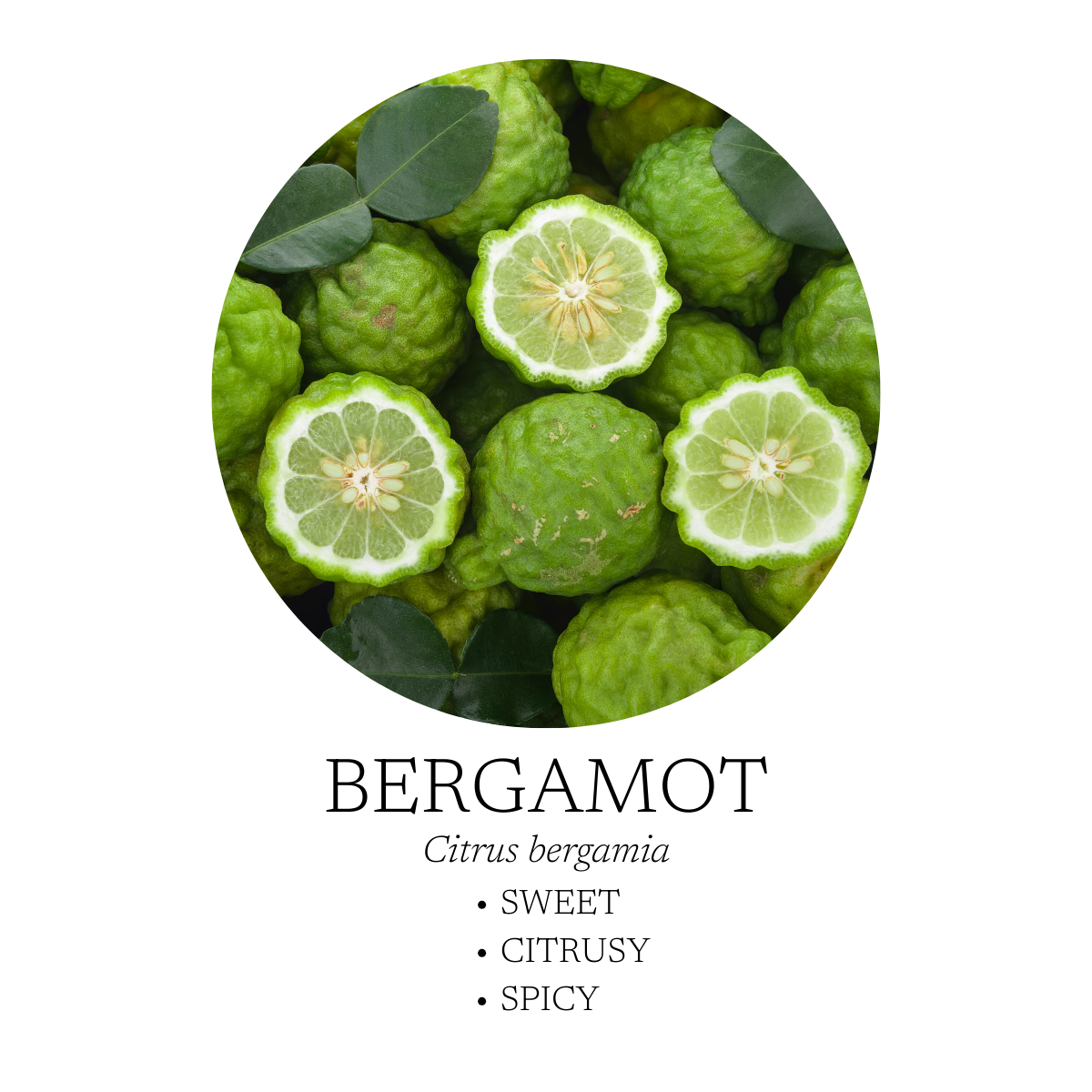 Spa Essential Oil Blend 10 mL