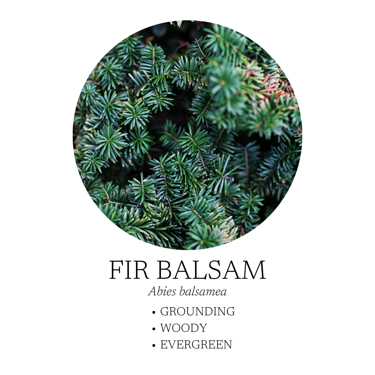 Walk In The Woods Essential Oil Blend 10 mL