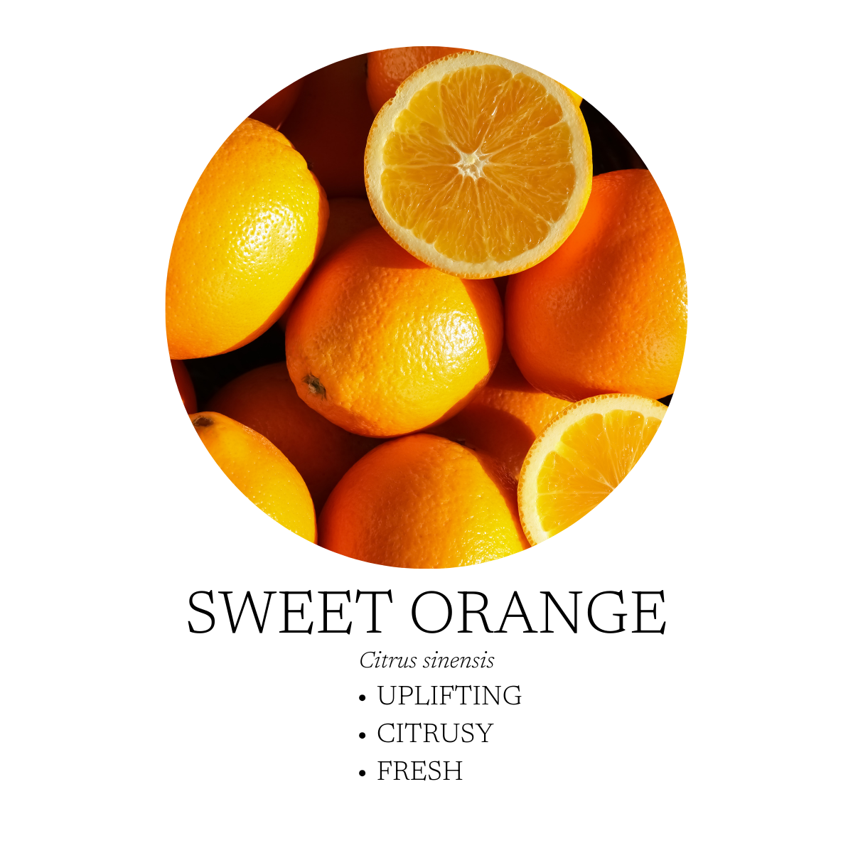 Cozy Essential Oil Blend 10 mL (.3 fl oz)