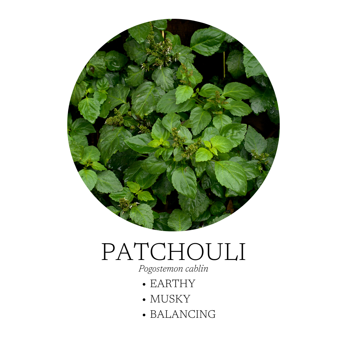 Patchouli Essential Oil
