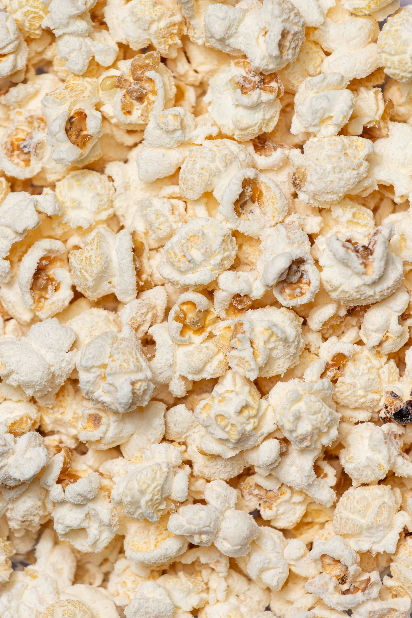 White Cheddar : Regular