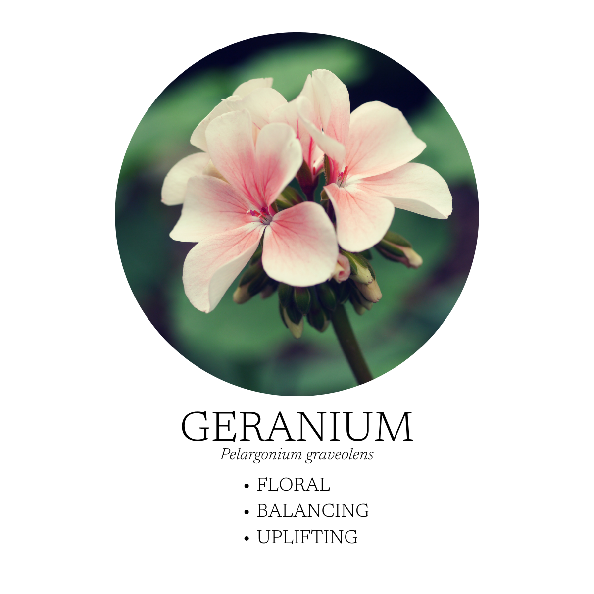 Spa Essential Oil Blend 10 mL