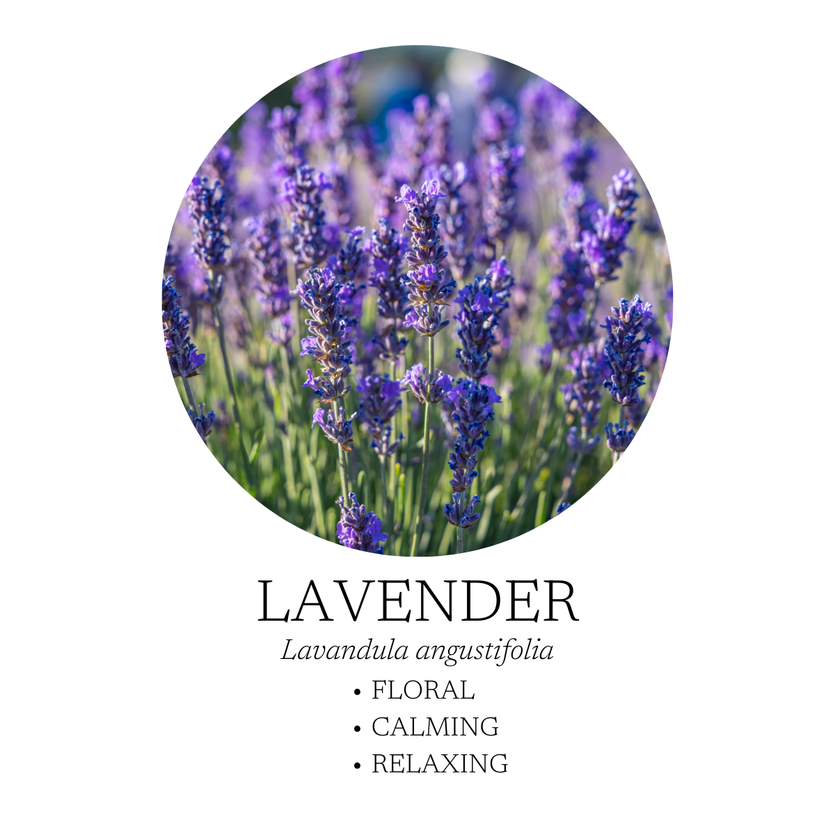 Refresh Essential Oil Blend 10 mL